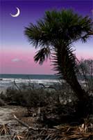 Buy South Carolina art online
